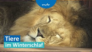 Weltschlaftag Wie schlafen Tiere eigentlich  MDR um 4  MDR [upl. by Aretse]