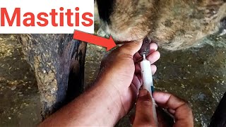 mastitis treatment in cows in hindi। mastitis ka ilaj।mastitis ka ilaj kaise karen। [upl. by Chaker]