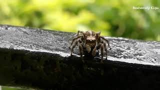 Plexippus paykulli female  Pantropical Jumping Spider  Cute Jumping Spider  Spider Of India [upl. by Reinke]