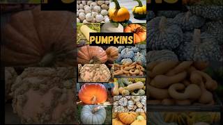 Pumpkin Varieties 🔥shorts short trending viralshorts youtubeshorts fact [upl. by Odnesor377]