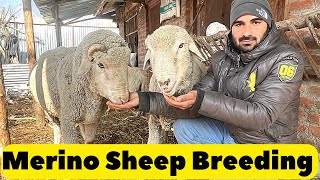 MERINO SHEEP BREEDING  High Breed Merino Sheep Breeding  Kashmiri Merino Sheeps Breeding [upl. by Essilec948]