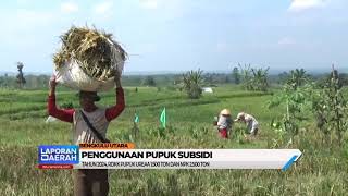 RDKK Pupuk Subsidi 1 000 Petani Terancam Dihapus Dari Penerima Pupuk Subsidi 2025 [upl. by Ailaro]