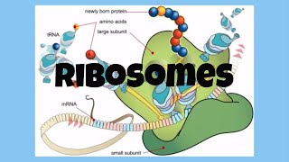 The CellRibosomes [upl. by Eissed]