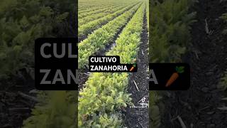 MONITOREO 🥕🌱 agriculture agricultura agro viralshorts [upl. by Mayworm]