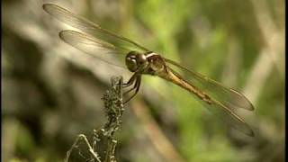 Dragonfly  National Park Animals for Kids [upl. by Einahpts290]