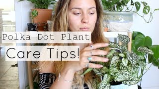 Polka Dot Plant Care Tips amp Tricks  Polka Dot Houseplant Care [upl. by Aikcir282]