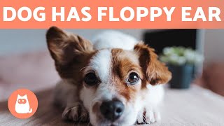 My DOG Has a FLOPPY EAR 🐶 Causes and Solutions ✅ [upl. by Sloan731]