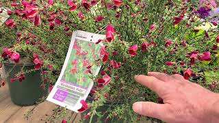 Cytisus Windlesham Ruby Hybrid Broom 🌟Beautiful Easy to Grow Very COLORFUL Shrub [upl. by Andrade]