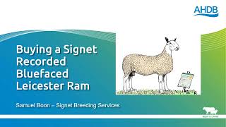 Buying a Signet Recorded Bluefaced Leicester Ram [upl. by Annabella]