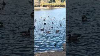 Amazing Almaden Lake with Goose bird enjoying swimming [upl. by Arym472]