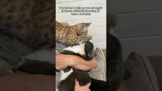 This man rescued a lost motherless baby bobcat and brought it home to raise animalshorts [upl. by Nancie]