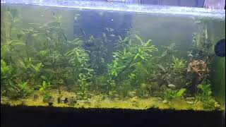 Heavily Planter Aquarium [upl. by Piggy]