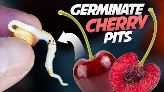 How To Germinate Cherry Seeds That Works every Time  Growing Cherry Trees From Seeds [upl. by Anrol969]