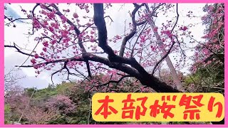 アラフィフ元アル中が行く！本部桜祭り [upl. by Eltsirc877]