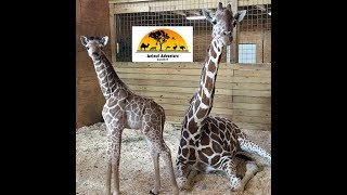 Animal Adventure Park Giraffe Cam [upl. by Noyerb]