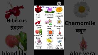 Flowers name english ampHindiDaily use english wordsSpeaking englishspeaking english exam words [upl. by Delmore114]