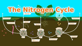 Understanding Our Soil The Nitrogen Cycle Fixers and Fertilizer [upl. by Silvester]