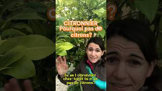 Citronnier pourquoi pas de citrons jardin citron abre tree citronnier pourquoi nature plant [upl. by Lupiv]