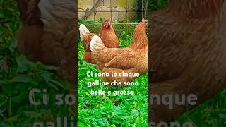 Galline del nostro vicino [upl. by Carree]