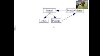 homeostasis of blood pressure [upl. by Ellesor444]