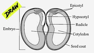 How to Draw Diagram for Seed and Fruit Development  Bean Seed Dicot labelled Diagram [upl. by Polinski]