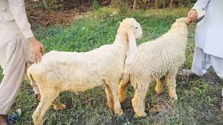 Sheep breeding  sheep cross breedings katahdin sheep [upl. by Rramel]