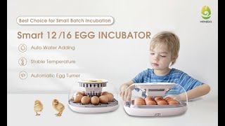 Digital 16 eggs incubator [upl. by Karrie]