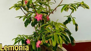 Beautiful exotic plant Ravenia spectabilis [upl. by Griz]