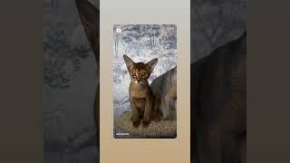 Abyssinian cats the best [upl. by Tisdale]