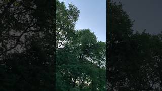 Reconnaissance chants d’oiseaux  Le pinson Asmr nature [upl. by Naujyt400]