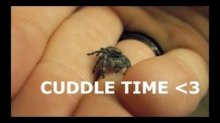 BOLD JUMPING SPIDER CUDDLES D  Phid Vlog 1 [upl. by Enal]