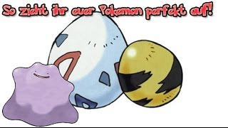 Pokemon Tactical Guide  Grundkurs 1 Pokemon züchten für perfekte DV und EV Deutsch [upl. by Ynots]