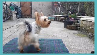 Dog Training Zym Australian Silky Terrier  Novice Training [upl. by Oina343]