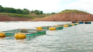 Curso Criação de Tilápias em TanquesRede  Cursos CPT [upl. by Eram]