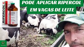 Posso aplicar RIPERCOL em vacas em lactação  SIM ou NÃO [upl. by Anaejer]