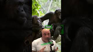 Living Among Chimpanzees 20 Years of Unseen Wildlife Footage  Paul Rosolie amp Joe Rogan jre [upl. by Serdna]