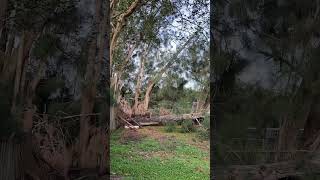 Tree down East Orlando Bablonica Dr Hurricane Helene 9262024 Behind Good Shepard Catholic S [upl. by Inor]