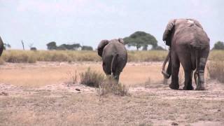 Elephant mating season in Amboseli Kenya [upl. by Budge12]