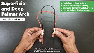 Superficial and Deep Palmar Arch  22  Upper Limb Anatomy  TCML [upl. by Riem]