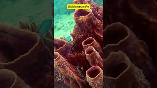 What are Sponges  Phylum Porifera  Animal Kingdom  Choanocytes biologyexams4u [upl. by Ammej109]