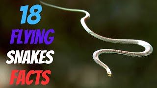 18 Mind Blowing Chrysopelea Flying Snakes Facts [upl. by Niassuh]