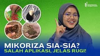 CARA APLIKASI MIKORIZA YANG TEPAT  HATIHATI SALAH APLIKASI BISA RUGI [upl. by Neelya]