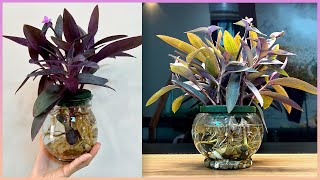 Ways to grow aquatic plants to cool living spaces It will surprise you [upl. by Marita]