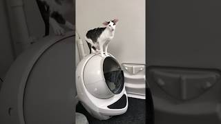 Teddy honking at the litter robot for no reason [upl. by Schechter]