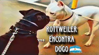 DOGO ARGENTINO ENCONTRA ROTWEILLER [upl. by Earesed]