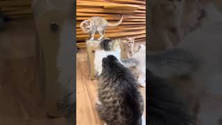 New Friends at Cat Cafe [upl. by Earized]