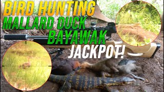 BIRD HUNTING  JACKPOT NAKADALI NG BAYAWAK AT MALLARD DUCK EPISODE  22 [upl. by Lilybel910]