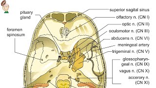 Quais são os nervos cranianos Qual a função dos nervos cranianos Neuroanatomia Funcional Básica [upl. by Htebsil250]