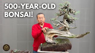 Turning a 500YearOld Yamadori CA Juniper into a Bonsai [upl. by Adivad8]