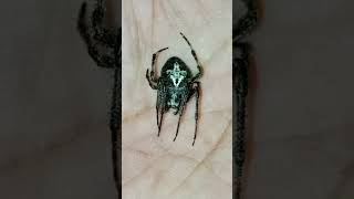 gagamba vs gagamba spiderfight spiderfighting spiderfighter spiderff spider shortsyoutube [upl. by Megen794]